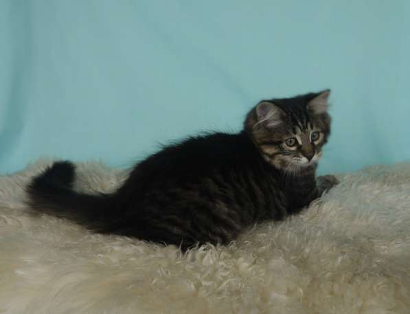 Традиционные Сибирские котята в Москве фото 5