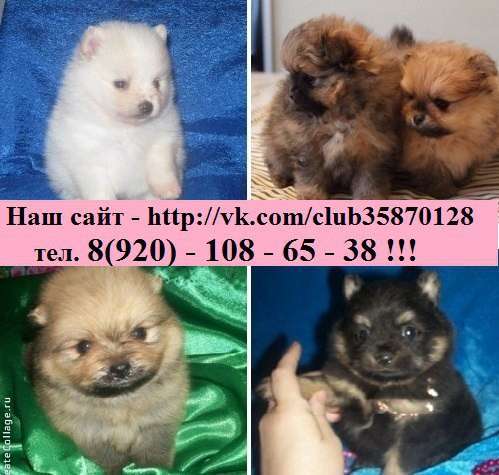 Шпицы разных окрасов