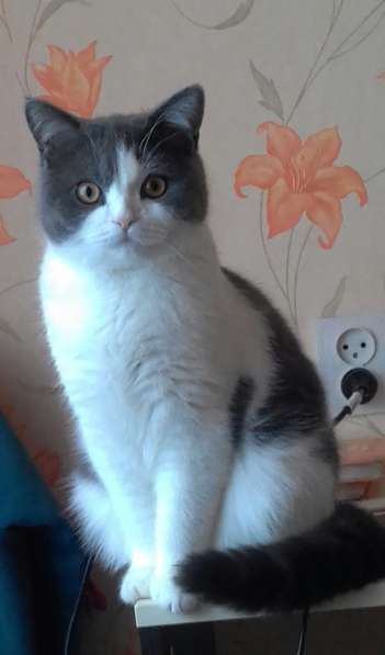 Без кота и жизнь не та! в Липецке фото 4