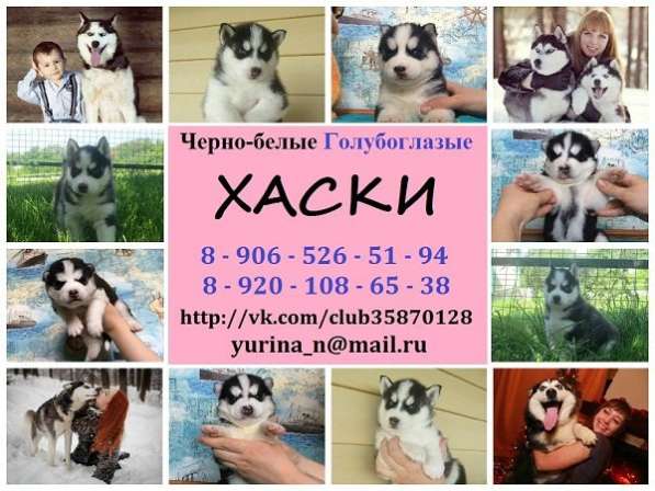 Щенки хаски