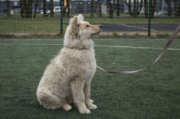 Небольшой как игрушечка пёсик в Санкт-Петербурге фото 14