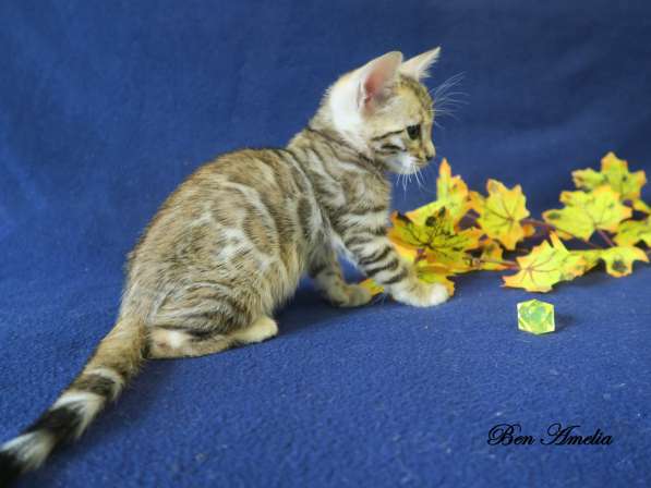 Бенгальская девочка - Ben Amelia Azalea Miret