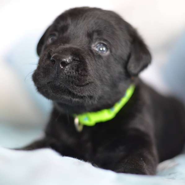 Щенки лабрадора- ретривера в фото 43