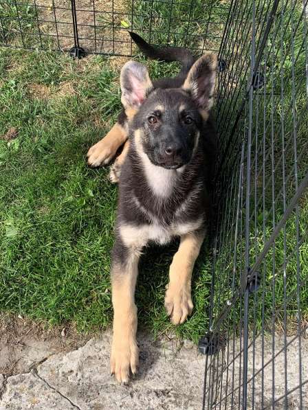 Щенки ВЕО с документами в Санкт-Петербурге фото 13