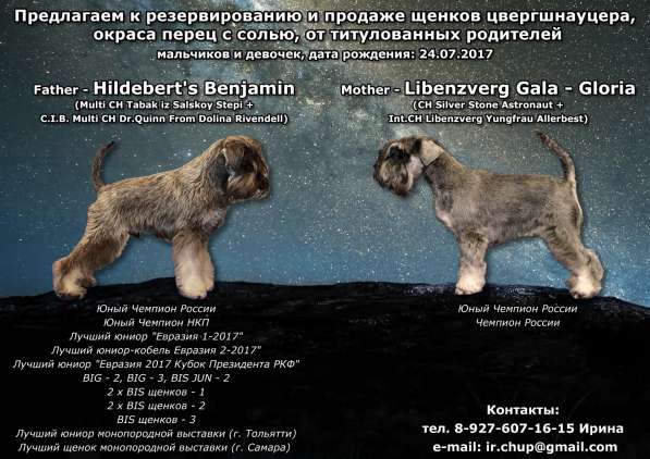 Цвержата в поисках самых лучших хозяев в Самаре фото 11