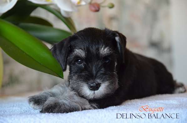 Шикарные щенки цвергшнауцера окраса черный с серебром в фото 13