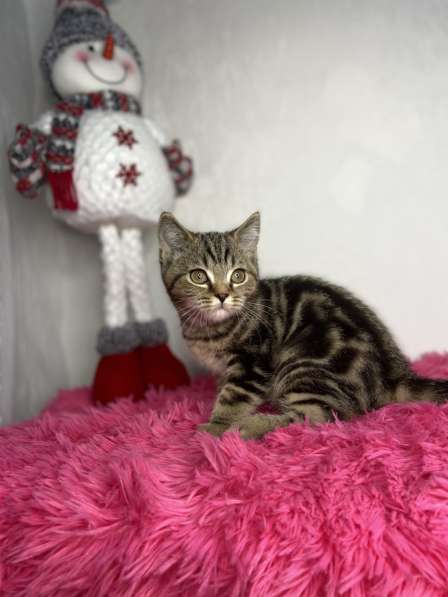 Британские короткошёрстные котята в Казани фото 13