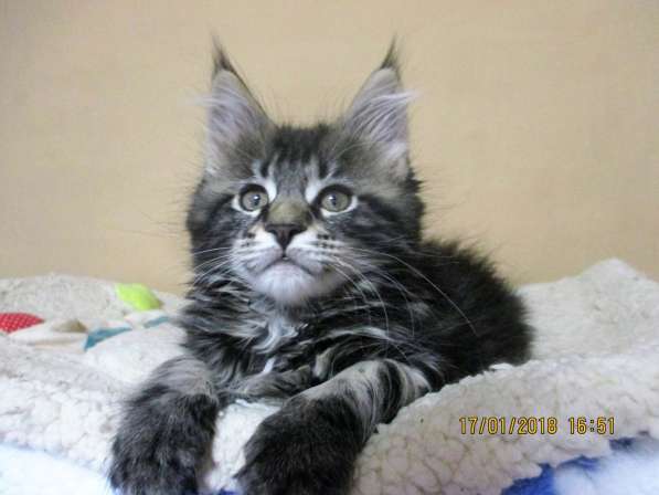 Девочки шоу/брид из питомника Arktur в Екатеринбурге фото 17