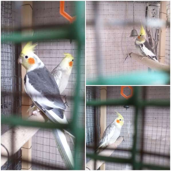 Попугай волнистый. корелла. какарик в Таганроге фото 3