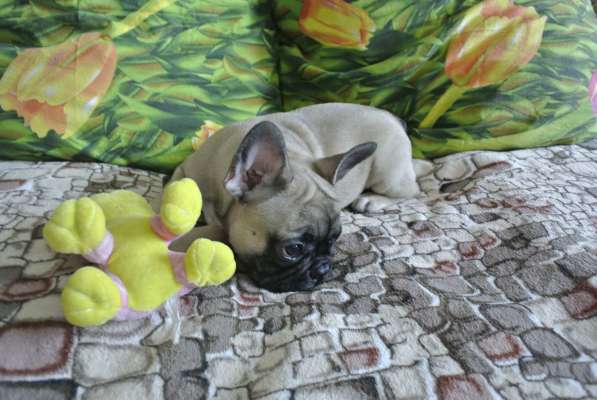 Продаётся девочка в Москве фото 3