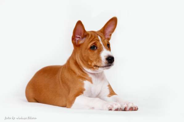 Басенджи щенки в фото 10