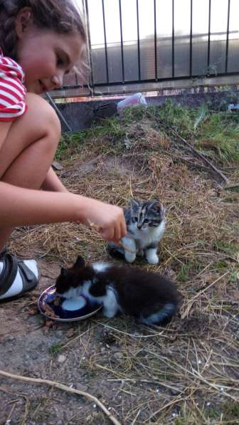 Котята гладкошерстные. Едят самостоятельно, к лотку приучены в Санкт-Петербурге