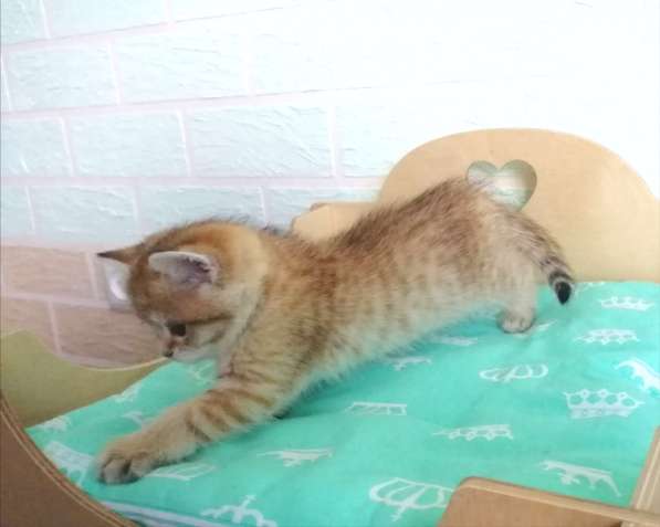 Золотые шиншилки в фото 8