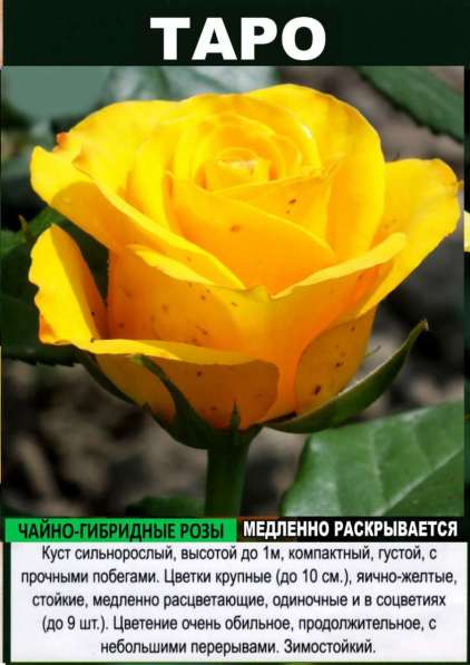 Саженцы сибирских роз 2020 в Новосибирске фото 11