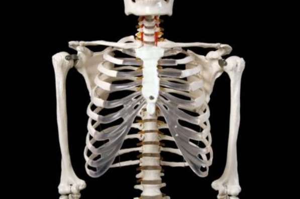 Анатомическая Модель скелета человека в натуральную величину в Москве
