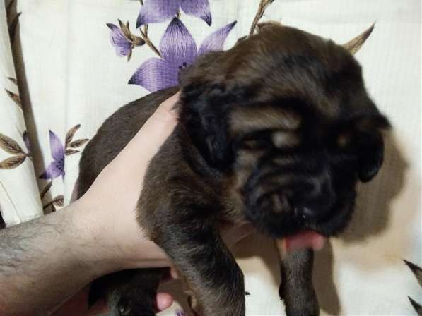 Тибетский мастиф щенки в Самаре фото 18