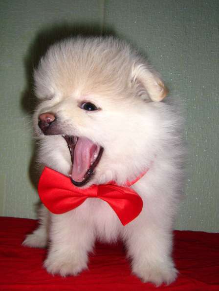 Лисята в Ростове-на-Дону фото 21