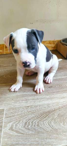 Мощные щенки амстаффа голубых кровей в фото 16