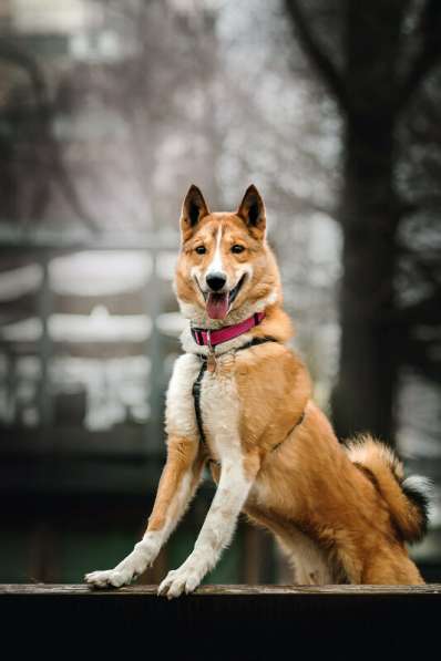 Мистер лучезарная улыбка Янтарь ищет дом в Москве фото 26