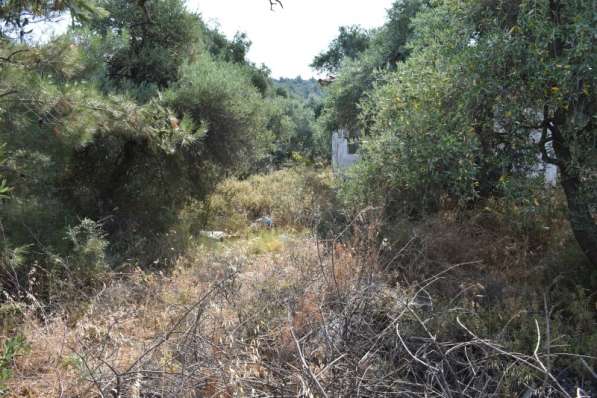 Земельный участок с оливковых дерева в районе Скала Сотирос в 