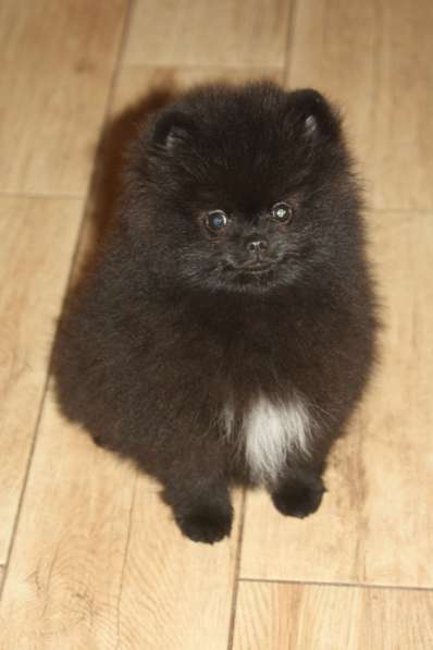 Шпиц в Санкт-Петербурге фото 19