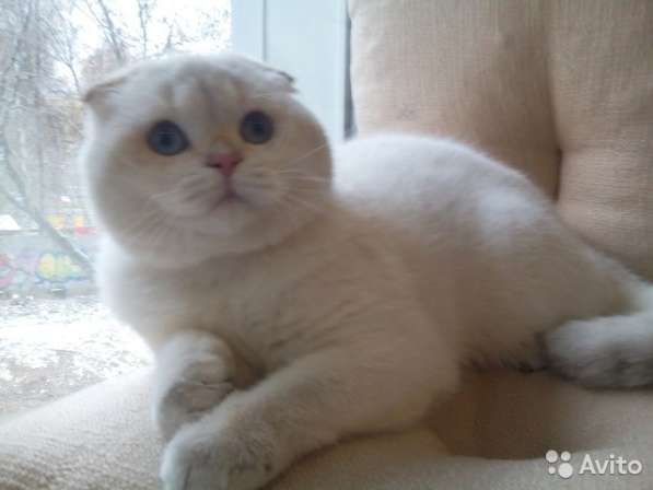 Вязка с вислоухим шиншилловым котом в Костроме фото 4