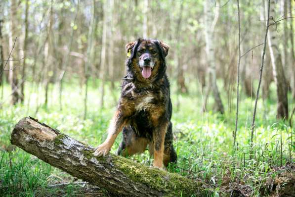 Прекрасная собака Парма ищет семью в Москве фото 22