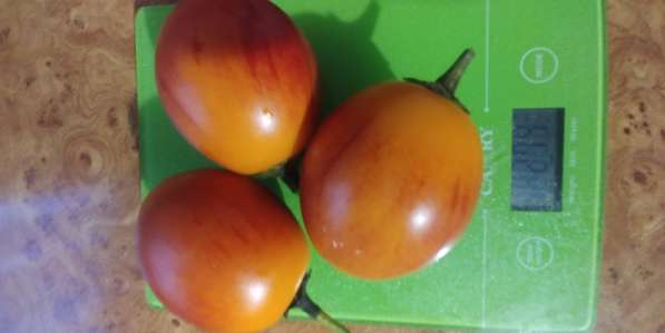 Цифомандра свеклолистая - томатное дерево в 