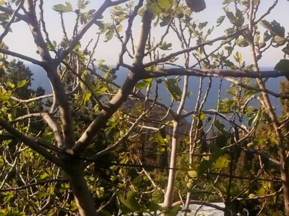 Отдельный номер с двориком в Симеизе в Ялте фото 66