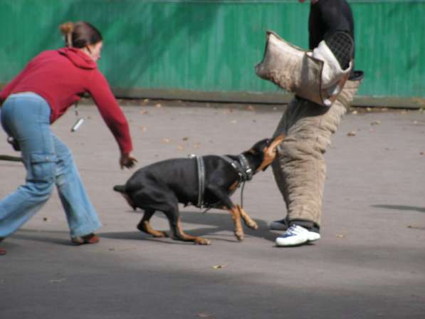 Дрессировка собак в группе на площадке в Москве в Москве фото 5