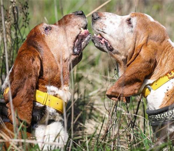 Бассеты Гоша и Ника в добрые руки
