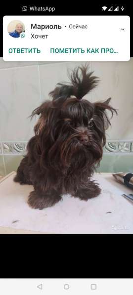 Щенки декоративных пород собак в Москве фото 24