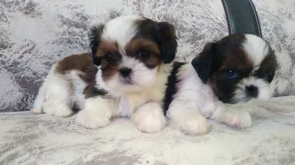 Кавалер Кинг Чарльз Спаниель и Ши-тцу в Москве фото 3