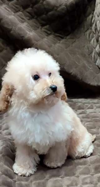 Poodle. Apricot boy в фото 6