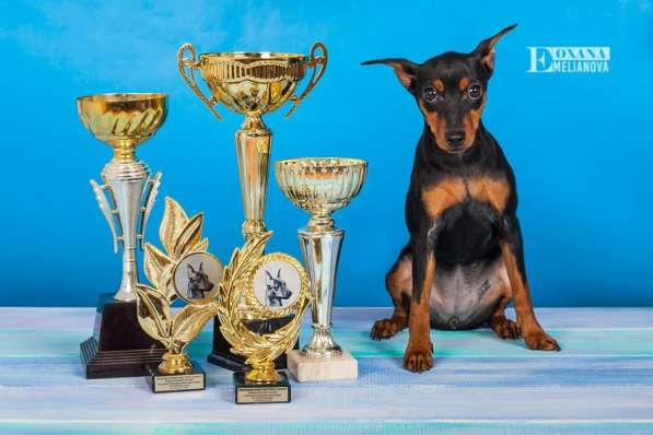 Щенки цвергпинчера продаются в Иркутске фото 3