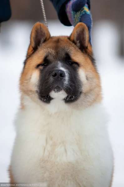 Щенки Американской Акиты в Тюмени фото 15