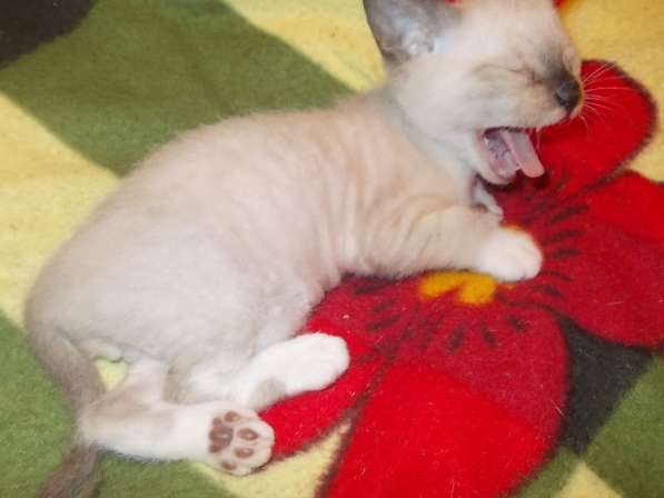 Котята браш в Ялте фото 3