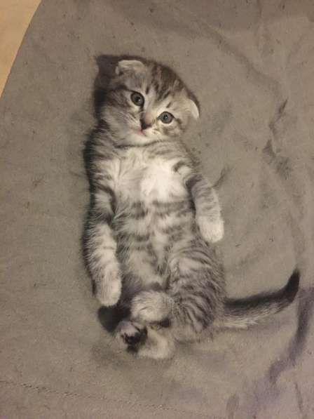 Отдам котиков в добрые руки в Москве фото 7