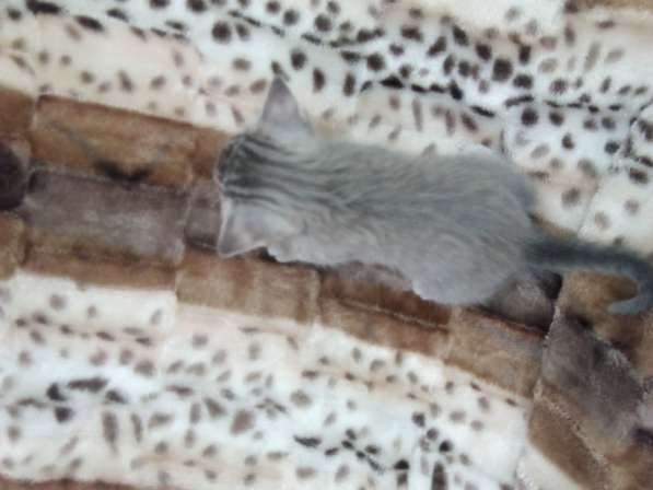 Котята в Челябинске фото 11