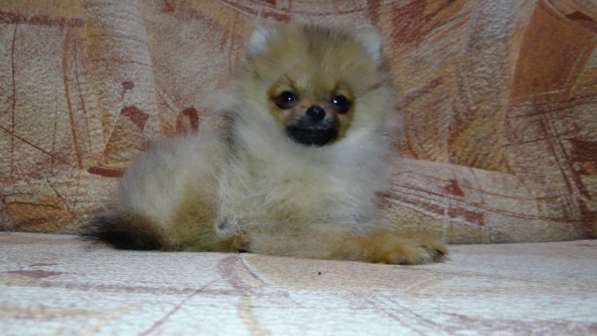 Щенок померанского шпица- микро - медвежонок в фото 9