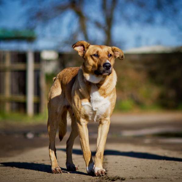 Золотая девочка ищет дом! в Москве фото 5
