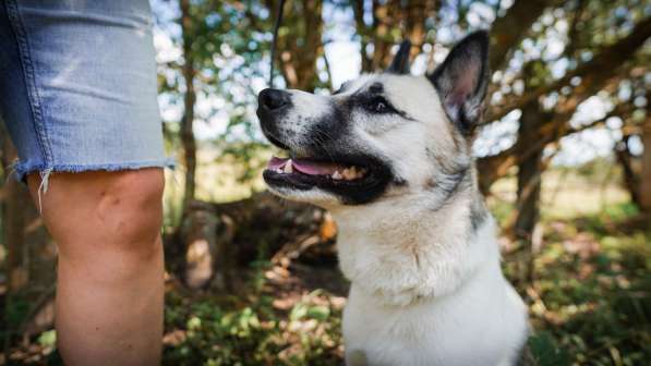 Суперактивная Халва в Москве фото 57
