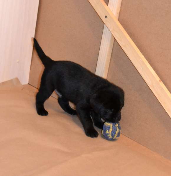 Чистопородные щенки лабрадора в Москве фото 9