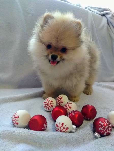 Пушистое счастье в Санкт-Петербурге фото 5