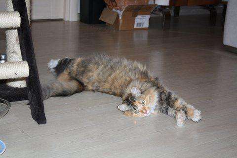 Особенная кошка Муся пушистая красавица в поисках дома. в Москве фото 4