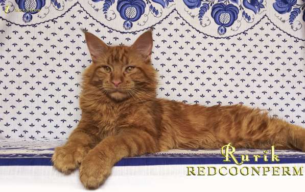 Кот мейн кун - Рюрик - уникального красного окраса в Тюмени фото 4