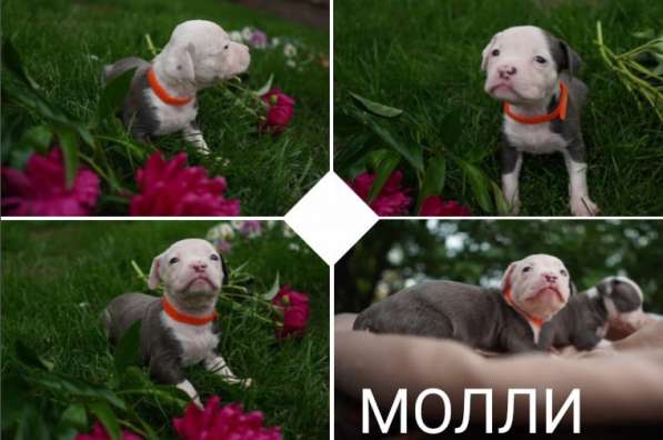 Щенки шикарной породы Американский Булли (девочки) в Краснодаре фото 10