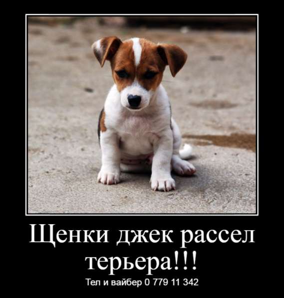 Щенки джек рассел терьера! в фото 11