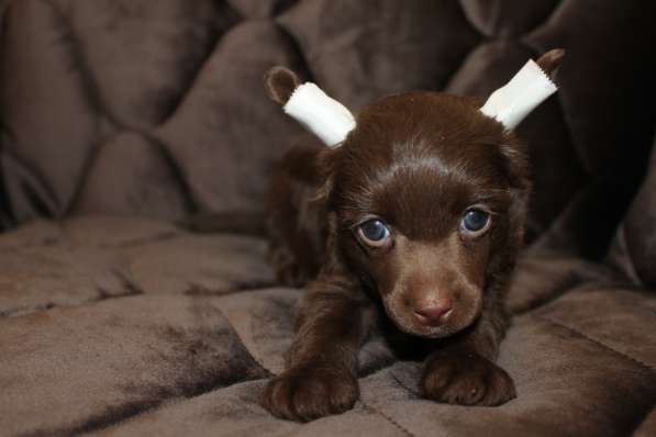 Пуховый шоколадный мальчик КХС в Москве фото 24