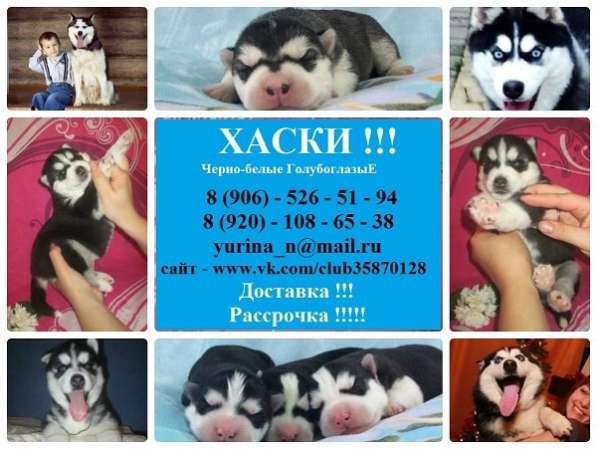 'Лучшие щеночки Сибирской Хаски в Нерехте